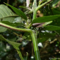 Barleria involucrata Nees